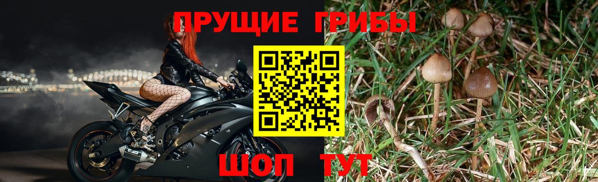 Псилоцибиновые грибы мицелий Выкса